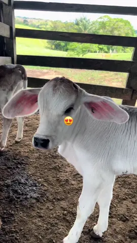 #caminoalcielo 🎶 #VicenteFernandez 🤠#ganaderia🐮🤠 #caqueta_colombia🤠💸 #campo☘️🤠 #dinero💸 #agropecuario🤠🤍 