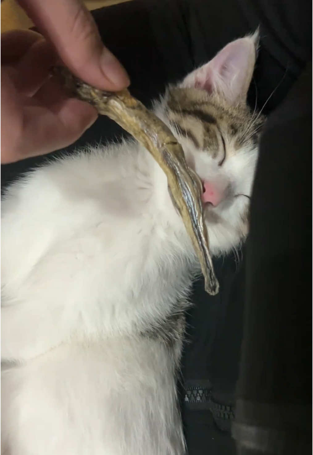 #funnyvideo #fyp #catsoftiktok #cat 