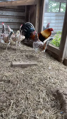 Blue over the Whitehackle hens 👌🏼👌🏼🫡#🏆🏆🏆🏆🏆 #for #fyp #tiktok #texas #mex #hawaii #hawaiigamefowl #philippines #mexican #🔥🔥🔥 #mexico🇲🇽 #gamebirds #mexico #gamefowlbreeders #gamefowlnation #gamefowl #breedersoftiktok #breeder 