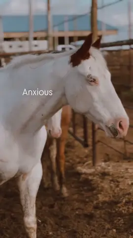 How your horse feels when dumped at the kill pen auction. It’s not a place they just settle into, it’s not a calm reassuring environment. It carries such a high stress, heavy anxiety…it’s just a HEAVY place. It’s exhausting.  Traders and flippers, another constant at this auction. Known rescues get bid up. It’s just their game, it’s sad because all we try to do is save those who need us, any horse at this auction could use help. The horses suffer, we suffer. We operate solely on donations, so being bid up is just a gut punch. We need to raise enough to do right by them when they arrive here, not just the bid up bail and transport.  With this said, our original goal is just over enough to cover the bail. We simply put just need to raise as much as we possibly can. Raising funds for his initial vetting is helpful and much needed. Setting them up for success is so important. After the initial save of an equine it’s extremely hard to fundraise for certain day to day or maintenance items.  With this said, won’t you please join us in raising this handsome boy, Halo’s funds so we can give him his very best start?!  We need you. They need you. Our small but mighty donation based rescue NEEDS YOU.  TO DONATE: SEE FIRST LINK IN OUR BIO * 🔗 LinkTree in our TikTok Bio Thankful for your generosity and love for our mission!  . . #rescue #rescuehorse #horsesoftiktok #horse #makingadifference #secondchance #newbeginnings #letsdothis #letsgo #california #charity #nonprofit #donate #support #thisiswhy #Halo #medicinehat #paint #ittakesavillage #strongertogether #fyp #viral 