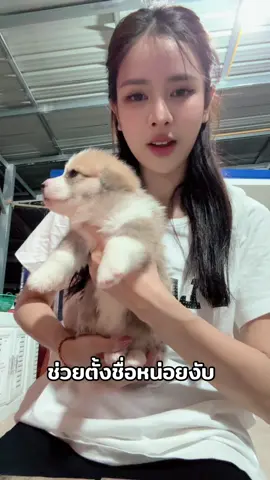 1เดือน เบาๆงับ #หมาอ้วน😍 ช่วยตั้งชื่อโหน่ยค้าบบ #อายปรียานัฐ 