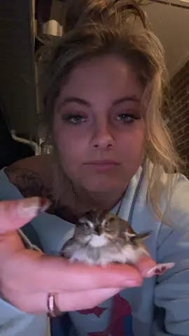 Meet tweety #fyp #animals #fypシ 