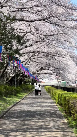 #japanvibes #mudikonline 