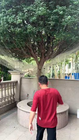 Nho thân gỗ #minhchaugarden #caygiong #reels 