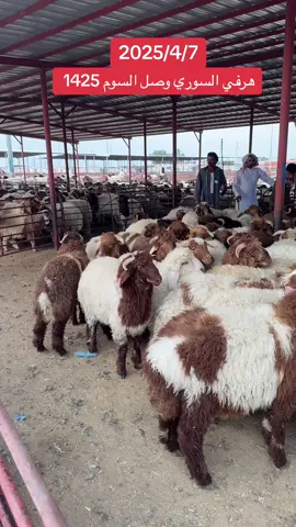 #انعام_الحفر #مواشي_الحفر #الخروف_السوري 
