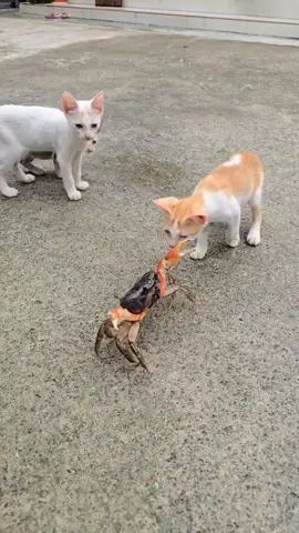 Funny cats 😺  #Cat #Meow #Fyp #Funnycat #Animals #viralvideo 