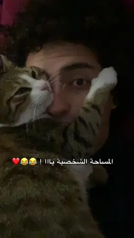 المساحة الشخصية يا بت انتي 🤨😂❤️.. #catsoftiktok #cat #trinding #vairal #foryou #foryou #foryoupage #قطط #قطة_كيوت #fypシ゚ #الشعب_الصيني_ماله_حل😂😂 