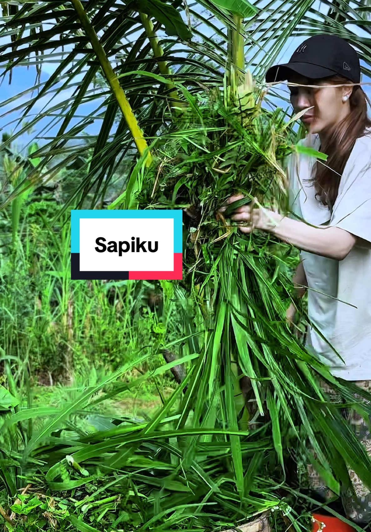 Kalau video ngarit kak yo lewat branda kalian kabarin ya sampek mana
