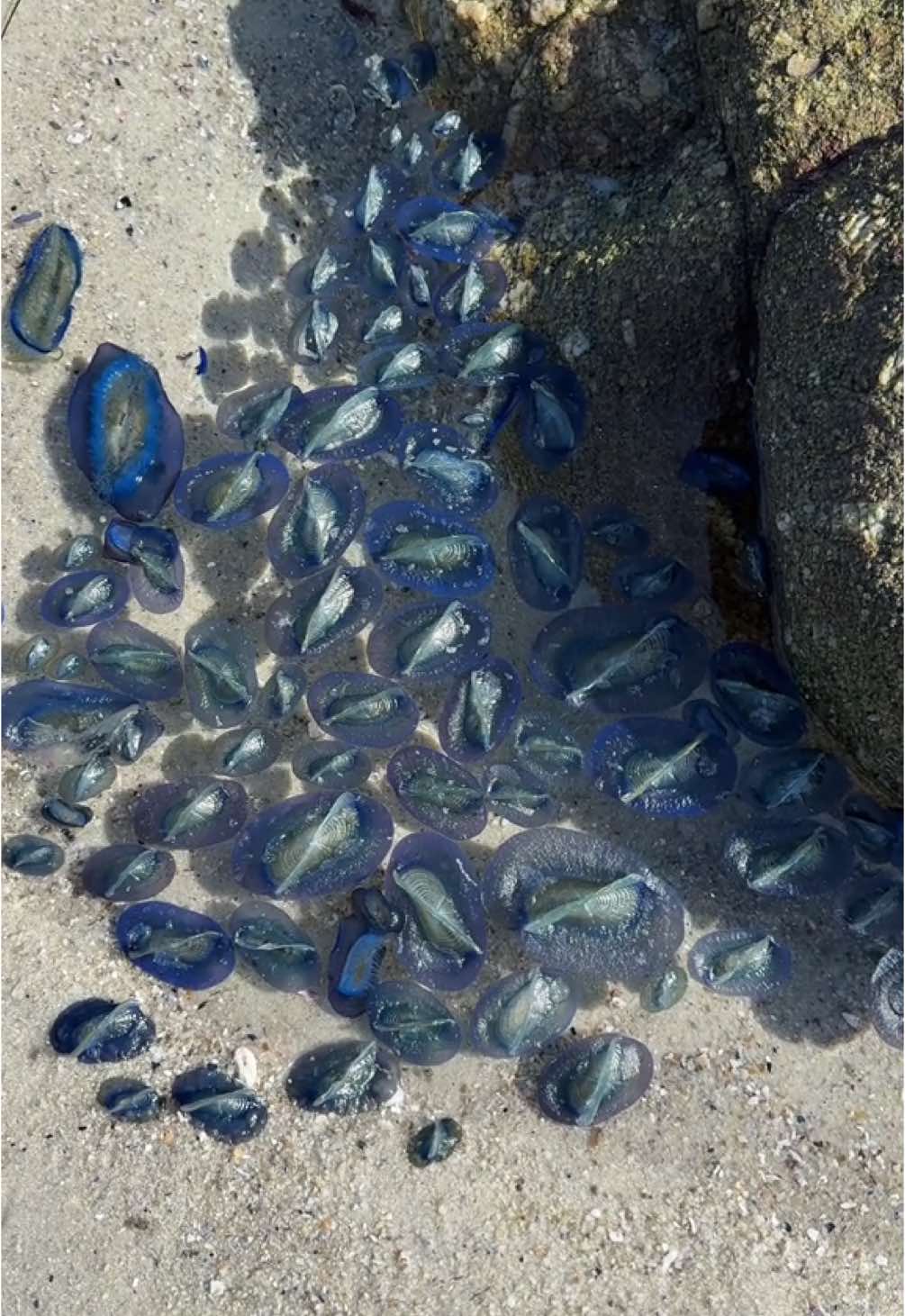 Replying to @user358595886168 Okay this is my last post about the by-the-wind sailors I promise! Go check them out before they’re gone but beware the smell 🤓 #beachcombing #manowar #velellavelella #marinebiology #seacreatures #oceanlife #ocean #beachcomber #EduTok #TikTokLearningCampaign #beach #marinebiologist 