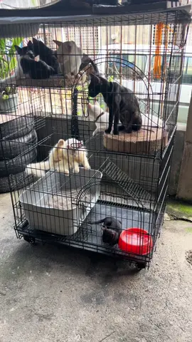 Trending high quality cat cage.  #catcage #4layer #4.4 #sale #fypシ゚ #fyppppppppppppppppppppppp #viral #foryoupage #affiliate #affiliatemarketing #catlover #cattreats #catlitter #catfoodideas #cutecat #funnycat c#catsoftiktok #cattok 