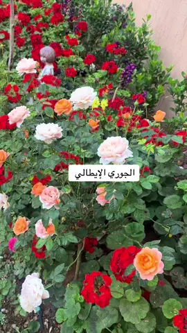 #الجوري الإيطالي #جوري #زهور #ورد #حديقة #اكسبلور #الخبر #السعودية #جدة #القطيف #ابها #العراق #القصيم #حائل #تبوك #الامارات #لبنان #سوريا #دبي #عيد_سعيد #بغداد #