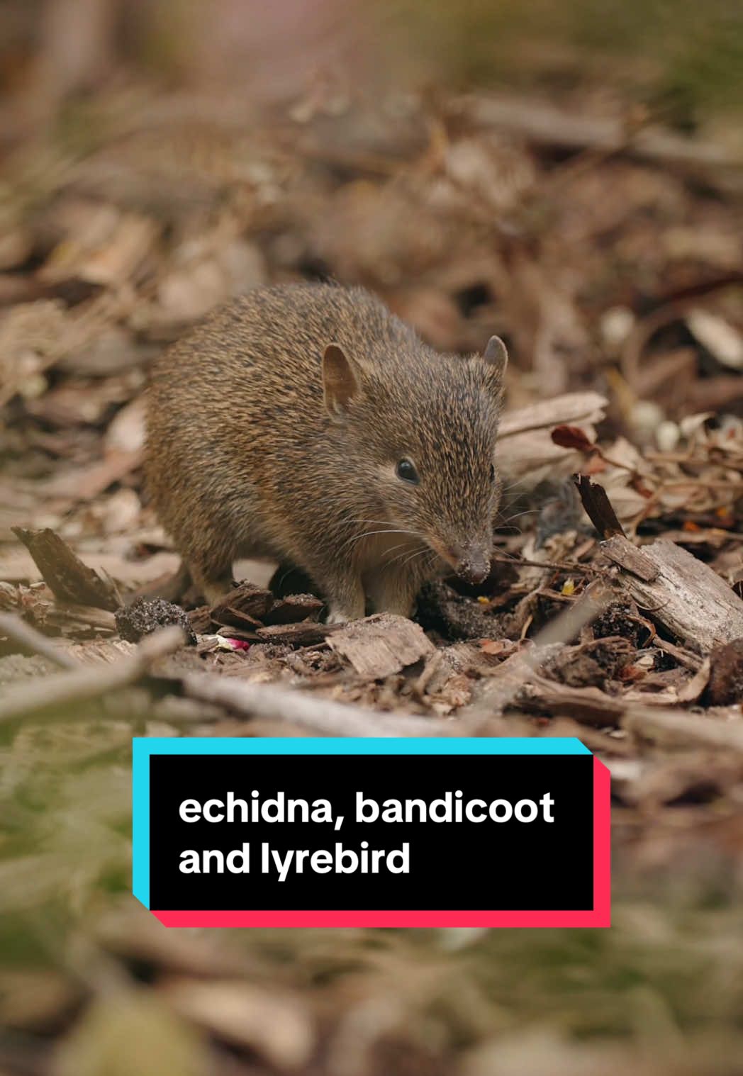 An adorable trio of ecosystem engineers - echidna, bandicoot and lyrebird 🦔🐀🪶 #echidna #bandicoot #lyrebird #cuteanimals 