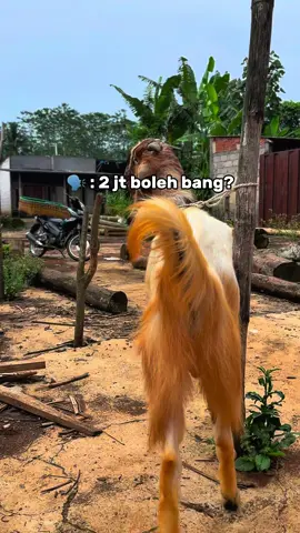 Menerima Pesanan Qurban Gratis ongkir wilayah malang raya dan Free perawatan Sampai Hari H Idul Adha Harga Bisa di runding sesuai budget Anda😊  🏡 Kabupaten Malang #CapCut  #fypシ゚ #fyp #fypage #fypp  #iduladha #iduladha2025 #peternakkambing  #peternakkambingmuda #iduladha  #idulqurban  #qurban 
