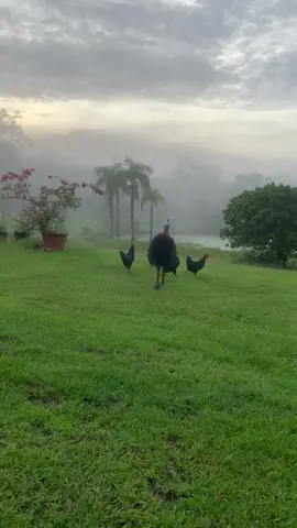 A Queensland grocer has captured the moment a cassowary chased away her flock of chickens trying to eat their breakfast. The footage, which was taken by Mission Beach grocer Leny Capuchino on her Cassowary Coast property on Thursday, showed a large cassowary chasing a small flock of chickens in her yard.