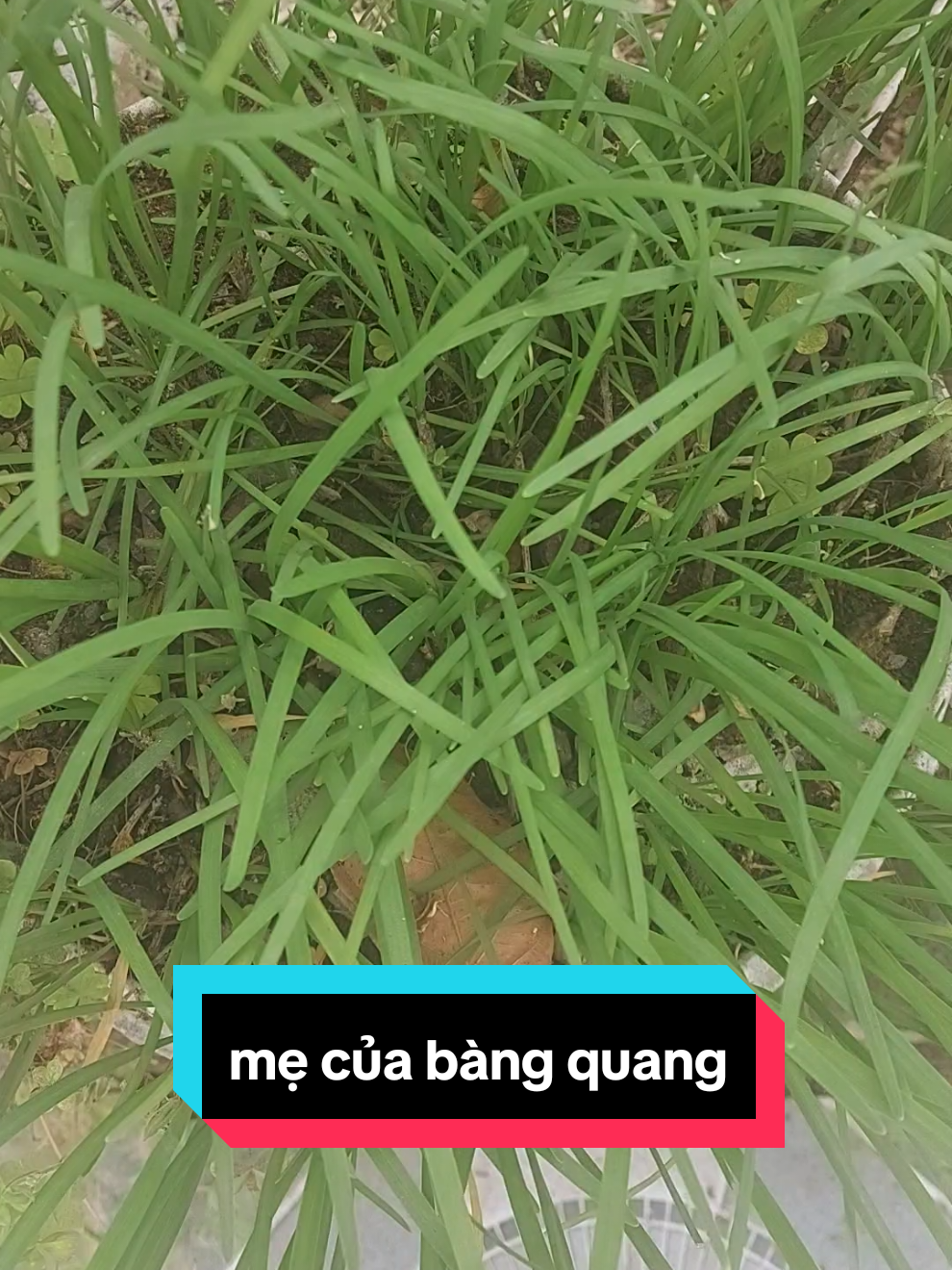 bài thuốc bổ cho quả thận#thảodươcnguyênnhâm #suckhoe 