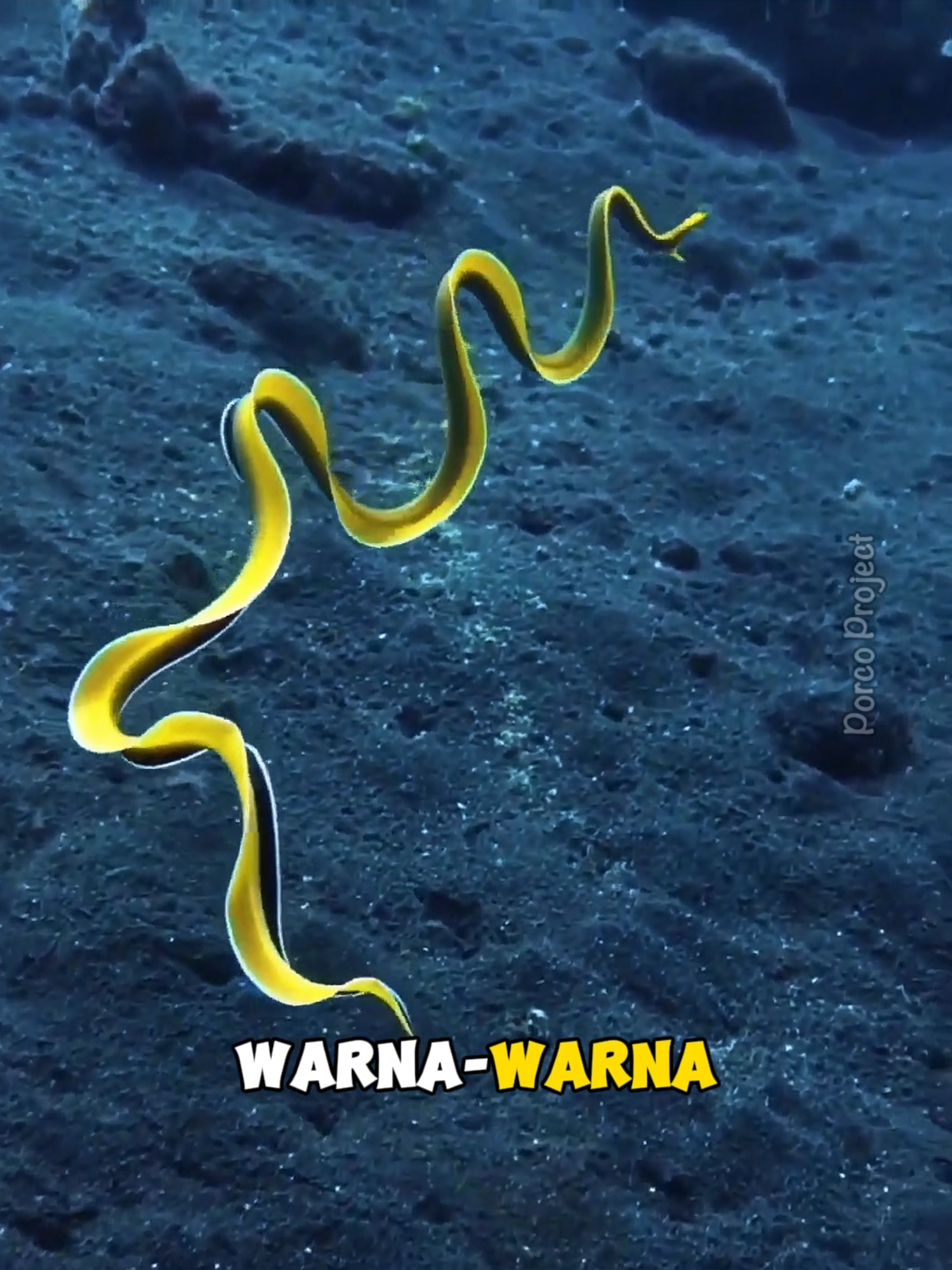 Cara berenang belut pita laut yang unik #belut #belutpita #fyp #wildlife #faktaunik