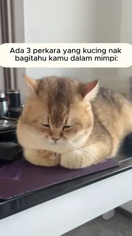 cats vomit often, which is due to hair ball syndrome. Use this hair melting cream quickly!#petclear