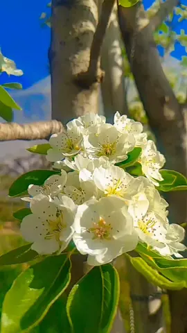 #highlight #napilesong #vairal #trnding  #song @Ansu barma @Kalasa Bohora @nirajbikram15🇳🇵💕 @thakuree jharana @sankar xattri 