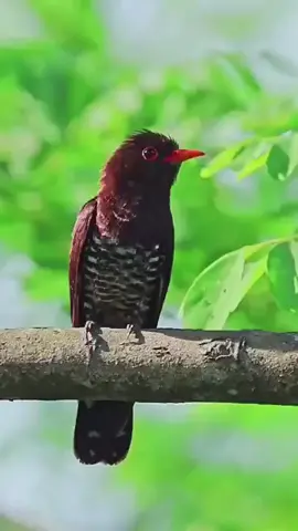 contoh Burung KEDASIH VIOLET gacor......#burungkedasih #kedasihviolet #masteranburung #masteranmuraibatu #masteranburung #burungindonesia #burung #burungmasteran #burungmasteranmewah #burungkacer #burungkapastembak #burungcucakjenggot #indonesia🇮🇩 #pesonaindonesia 