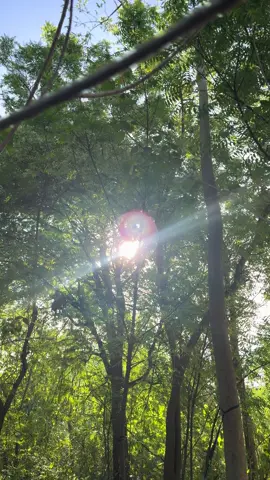 Life is better in a hammock.🍃#nature #hammock 