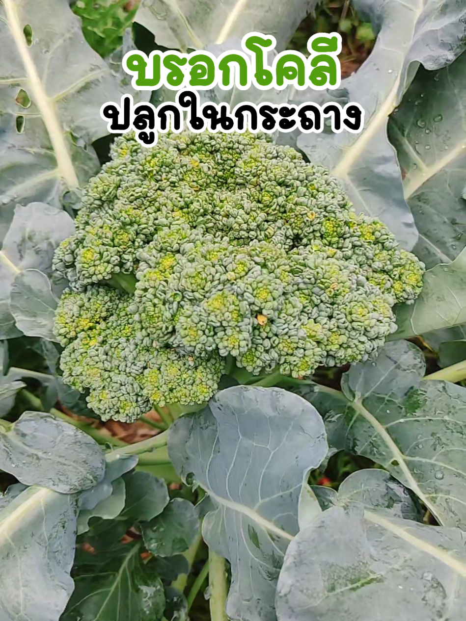 บล็อกเคอรี่ปลูกในกระถาง จะแก่เกินกิน 🌱 #ปลูกผัก #ปลูกผักกินเอง #ผักสวนครัว 