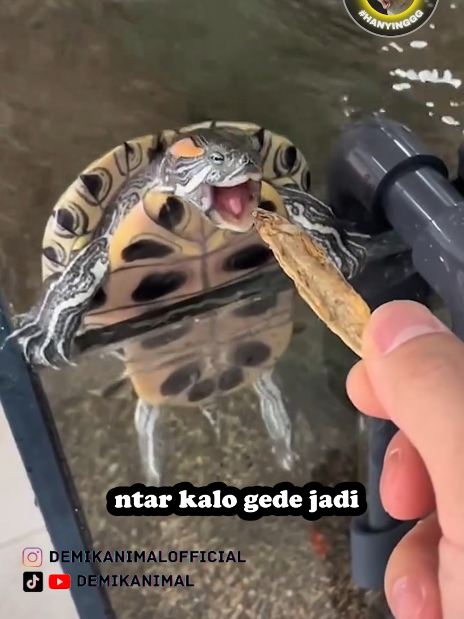 LATIHAN JADI KURA KURA NINJA #dubbing #dubbinglucu #dubbinghewan #dubbingbinatang #demikanimal #demikanimalofficial #dubbingindonesia #foryou #foryoupage #demikfootball