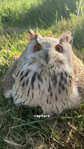 The head of a Bubo bubo looks more like a cat’s than that of other owls.#tiktok #foryou #animals #cute #owl 