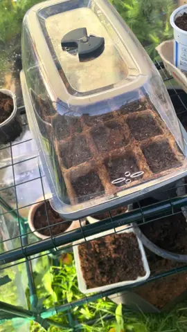 #easterholiday #schoolholidays #familytime #garden #seedlings #seeds #growing #greenhouse #sustainablekitchen 
