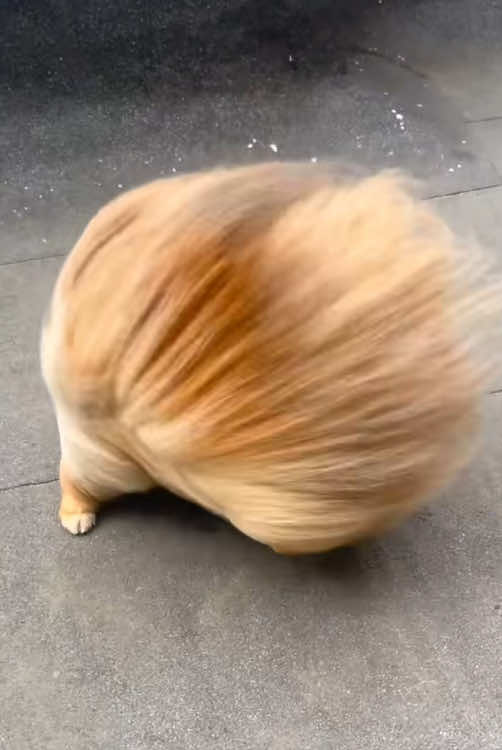 Interesting Pomeranian#dog #tiktok #funny #foryou 