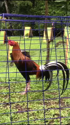 Material Breeding yang tepat American WLS @NJ Biason  #CSGFINDONESIA 