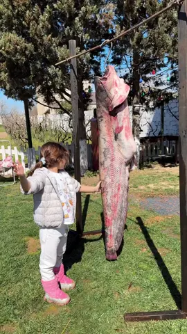 Giant Catfish Caught! Massive size, unbelievable power — this catfish is a true river monster! #giantcatfish #catfish #bigcatch #rivermonster #fishinglife #monsterfish #fishingvideo #fishingaddict #epiccatch #anglerlife #fishon #catchoftheday #wildcatch #fishingdaily #naturepower