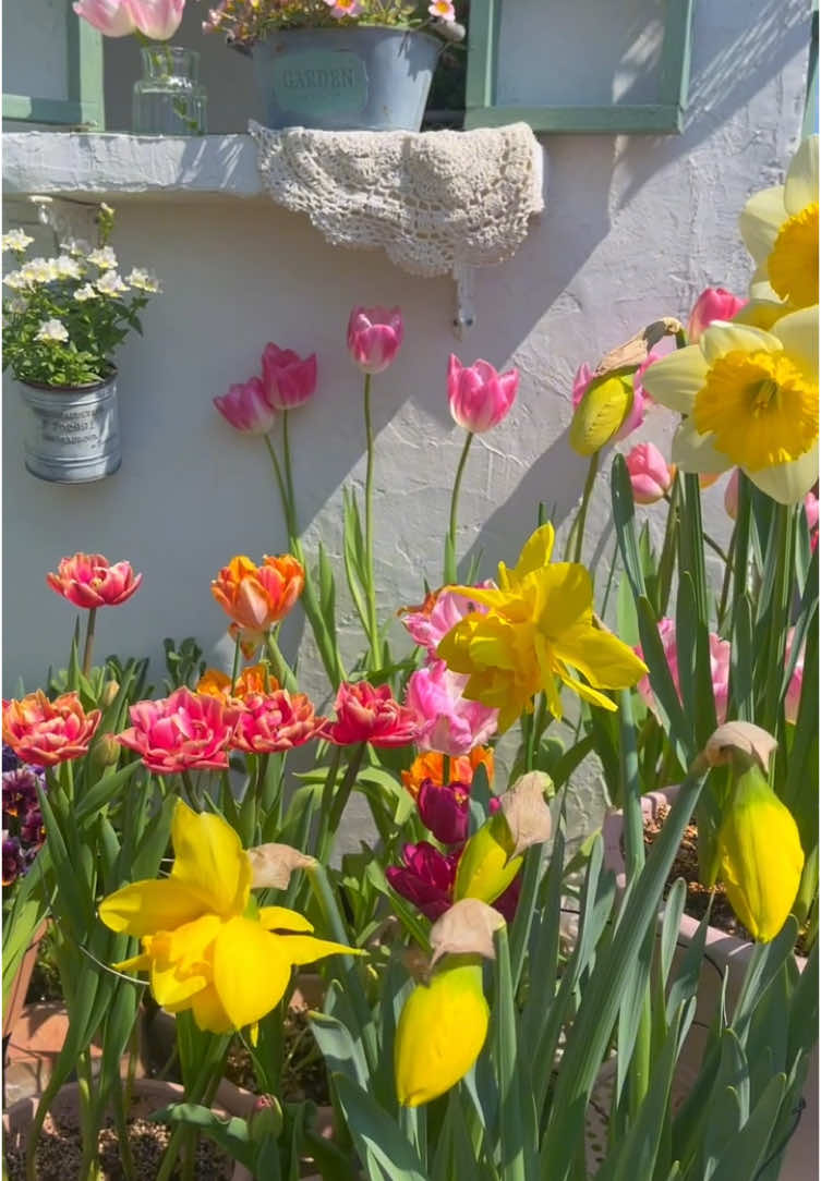 Ngôi nhà xinh xắn🥰❤️🌷#flowers #foryou #garden #nhàddep #canhchill 