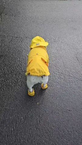 #fyp #cutedogs #frenchiesoftiktok #frenchbulldog #dog #trending #rain  #raining  #raindrops  #umbrella  #rainboots  #puddles  #hat 