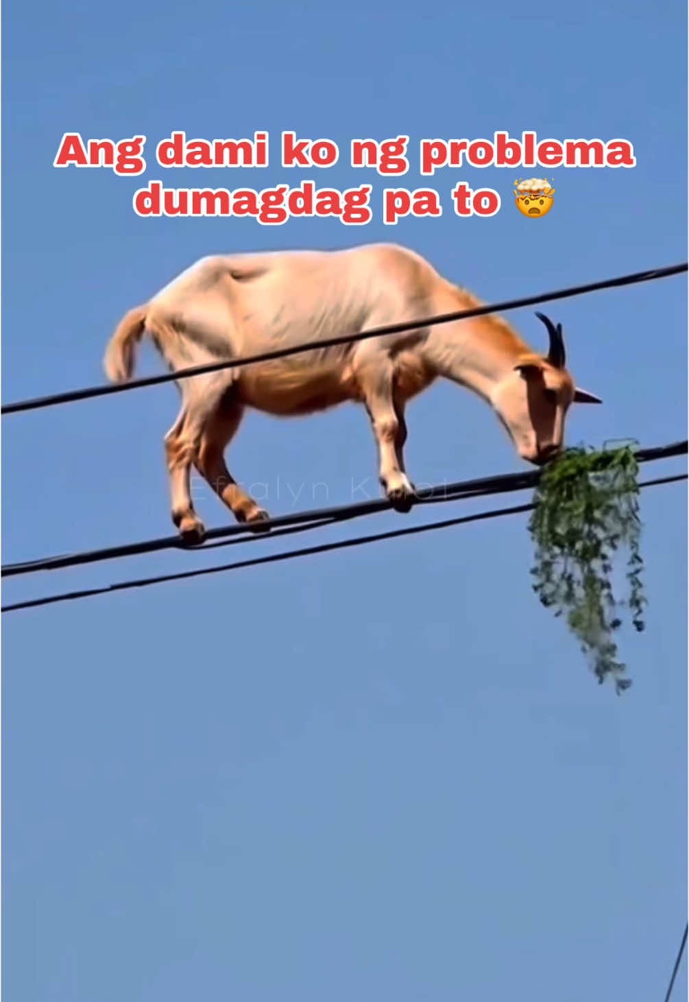 Ano na ba ang  nangyayari sa mundo? Pati kambing bangäg na din.😳 #viralnow #trendingnow #viralvideo #kambingsaibabawngkuryenti #fyp #kambingumakyatsakuryenti 