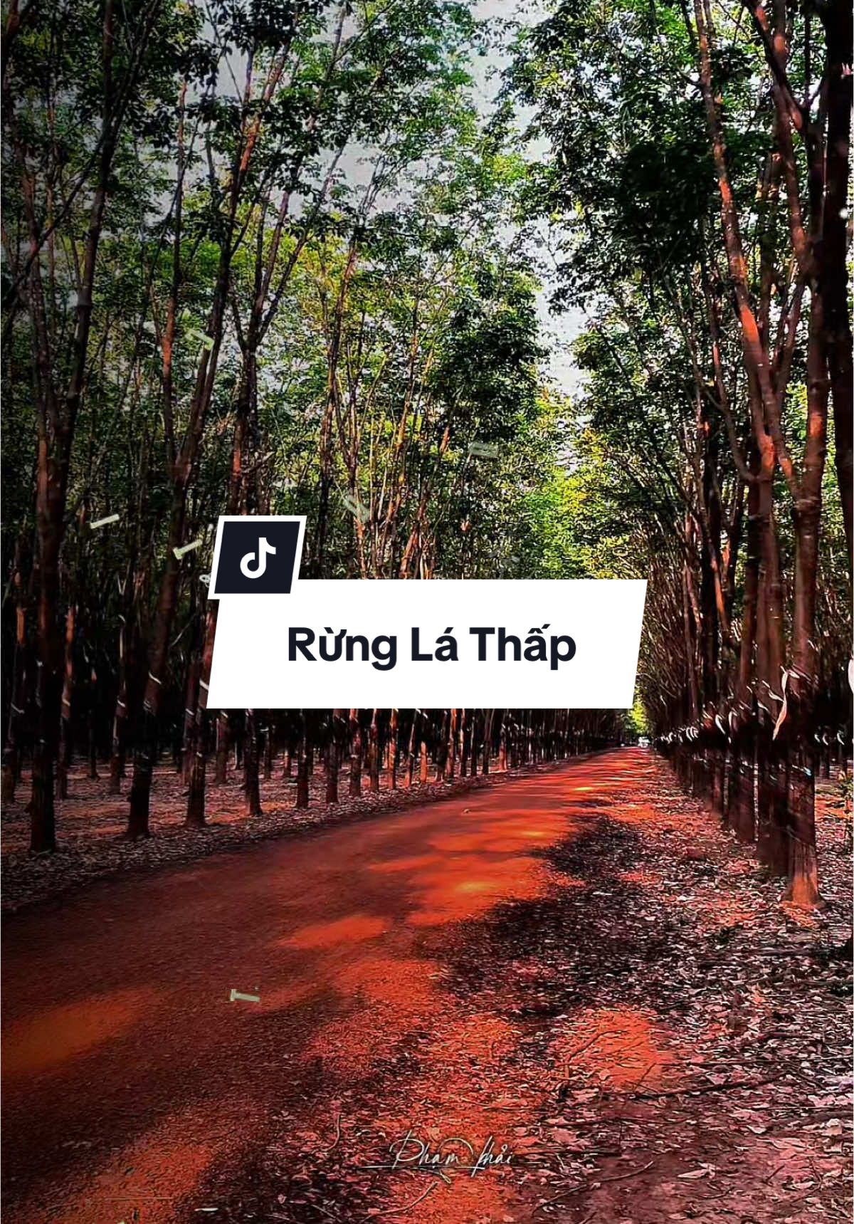 Rừng Lá Thấp #nhachay #nhacnayhay #nhactamtrang #nhactamtrangbuon💔 #nhacnaynghelanghien #nhacnaychillphet🎶 #xuhuong2024 #xh #fyp #phamkhai94_ 