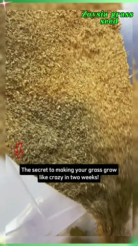 Are there any grass seeds that are not afraid of cold?#myyard #lawn #plants #backyard #lawncare #lawncare #backyardmakeover #outdoorplants #indoorplants #easytogrow #houseplants 