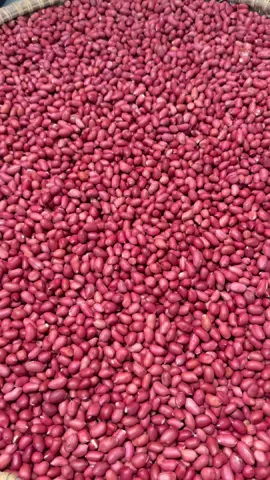 Lạc đỏ tây bắc thơm bùi - béo - ngậy ạ #taybac #xuhuong #viral #lacdo #mukbang 