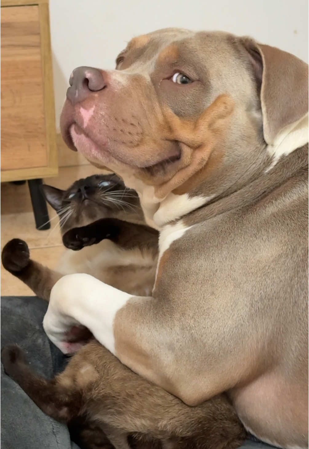 Cómo le explico que no puede obligar al gato a darle mimos 😮‍💨😟🙂‍↕️#bully #americanbully #parati #paratí #dogs #mascotas #perros #perrosygatos #amor #Love #cat 