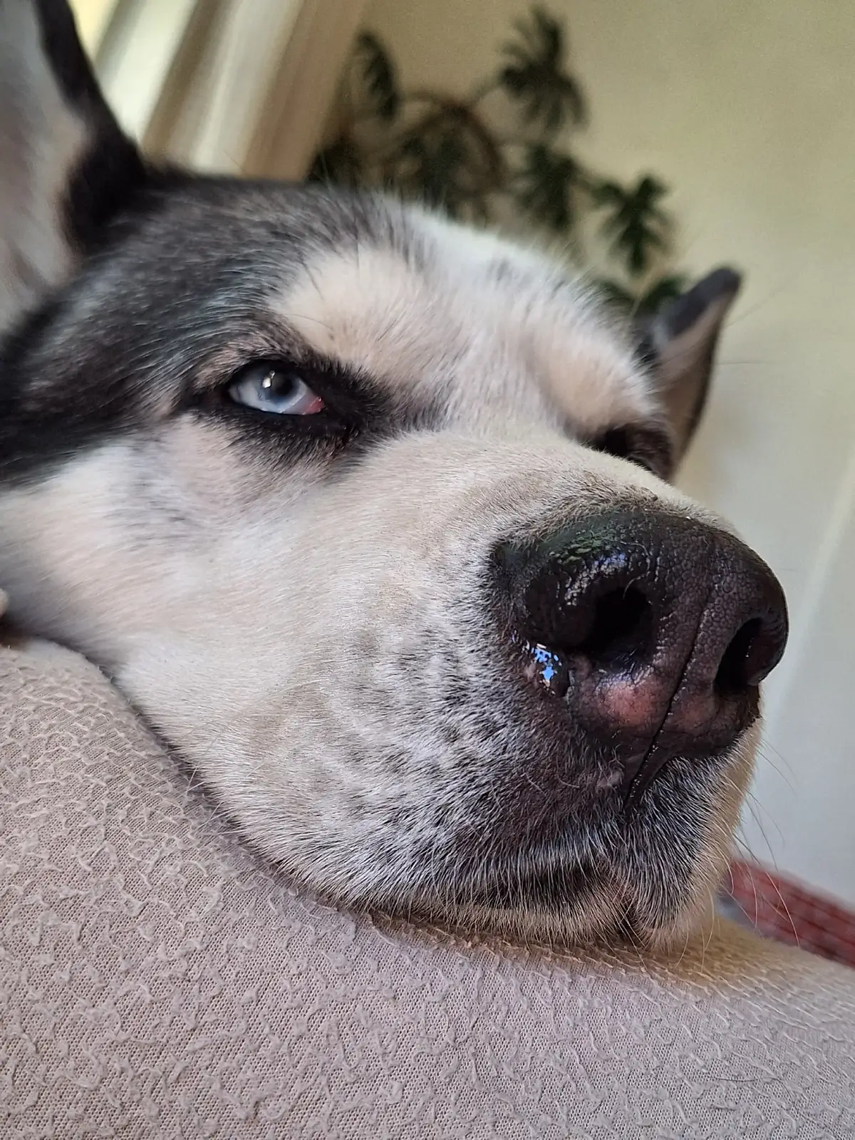 los amo mis pequeños amores ♡