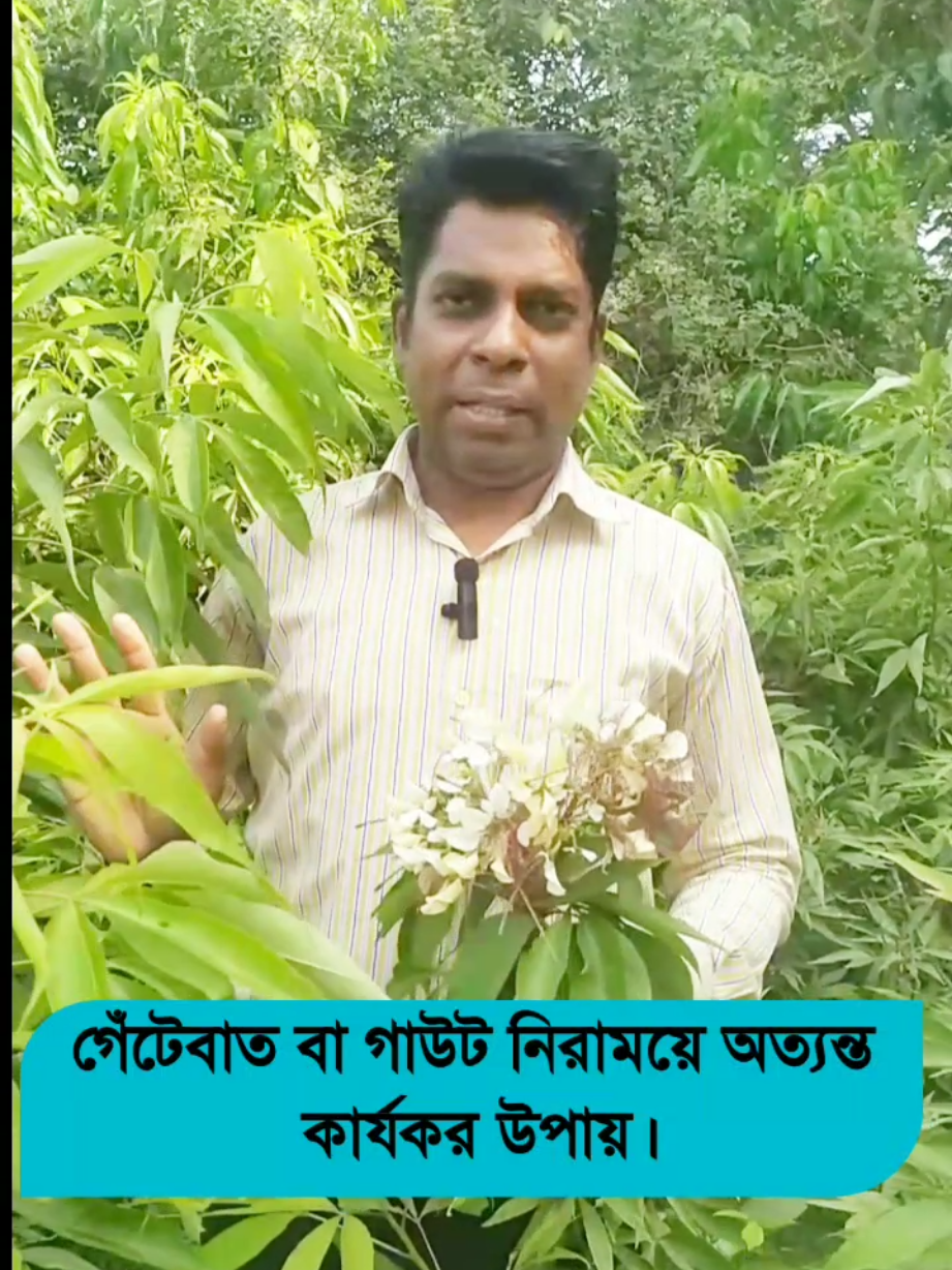 গেঁটেবাত বা গাউটের অত্যন্ত কার্যকরী ভেষজ প্রতিকার। #natural #ভেষজ #treatment #চিকিৎসা #NaturalCures #NaturalRemedies #gout #গেঁটেবাত #ভেষজ চিকিৎসা 