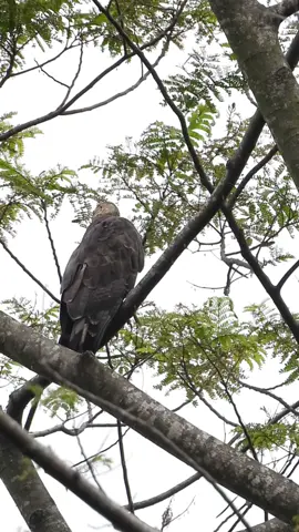 Elang sikep madu ini bertengger tenang di dahan pohon, mengawasi hutan dari atas sana. Sosoknya gagah, tatapannya tajam—simbol keagungan alam yang harus kita jaga bersama. Setiap perjumpaan dengan satwa liar seperti ini adalah pengingat: hutan bukan hanya milik manusia, tapi rumah bagi mereka juga. #ElangSikepMadu #RaptorIndonesia #SatwaLiar #JagaHutan #WanaKaryaLestari #Birdwatching #HutanAdalahRumah #Konservasi #wanacarita 