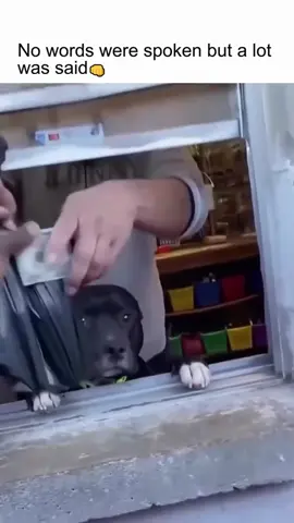 Dogs are great helpers for humans.#dog #doglover #funnyvideos #cutepet #dogsoftiktok 