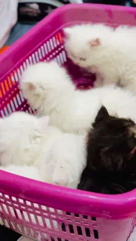 Beauties looking for new home 🏡  For contact :0325-3713028 #cutecat #persian #persiancat #persiankitten #kittensoftiktok #kittens #kittenlover #cats #catsoftiktok #catsvideo #catsofinstagram #cute #fluffy #fluffyhair #trending #viral #song #fyp #foryou 