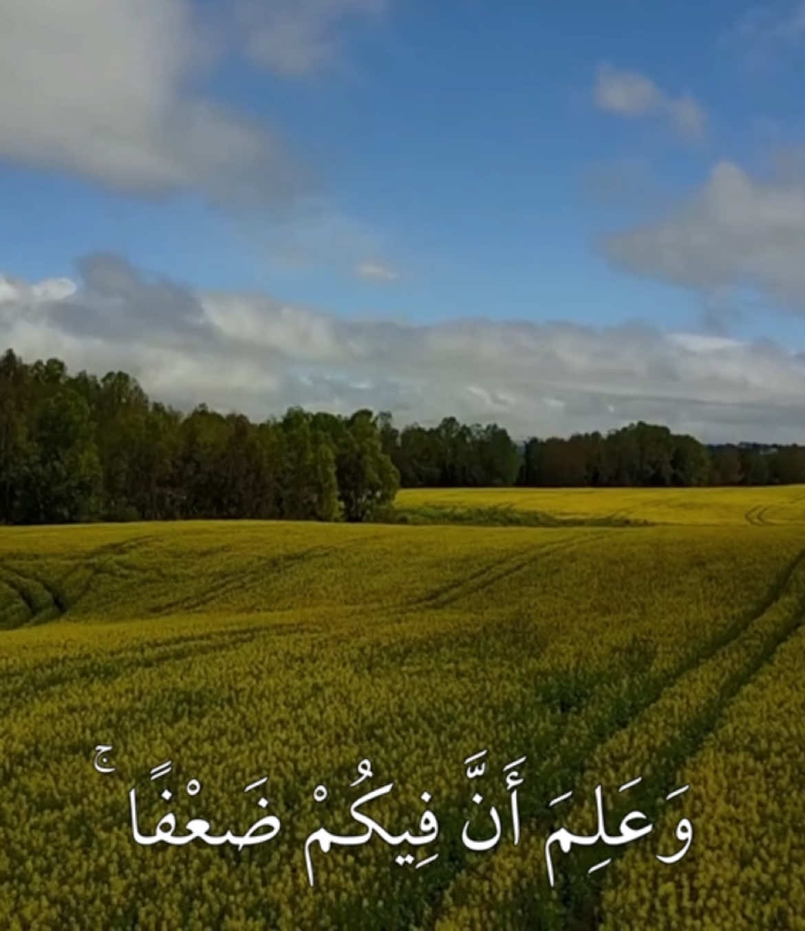 القرآن : شفاء، رحمة، هدى، ثبات، بركة، قوة ! دائمًا استمد قوتك من اللّه ثم من القرآن ولن تنهزم حتى في أعز حالات تعبك، مرضك, ابتلاءاتك، ستشرق روحك ما دمت مع القرآن 🤍. #سورة_الانفال #احمد_بن_طالب #قرآن #yamr20 