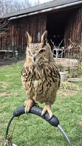 Bubus the Eurasian Eagle Owl Out Enjoying the Sun #hawktalkwalk #falconrycentre #poland #krakow #education #nature #owlsoftheday #owlsoftiktok #owl #owls #sowa #sowy #eagleowl #eurasian #eurasianeagleowl #eagleowlsoftiktok #birdsofprey #birdofprey #birdslove #bird #barkley #bubus #barkleybubus #bubustheowl #training #learning 