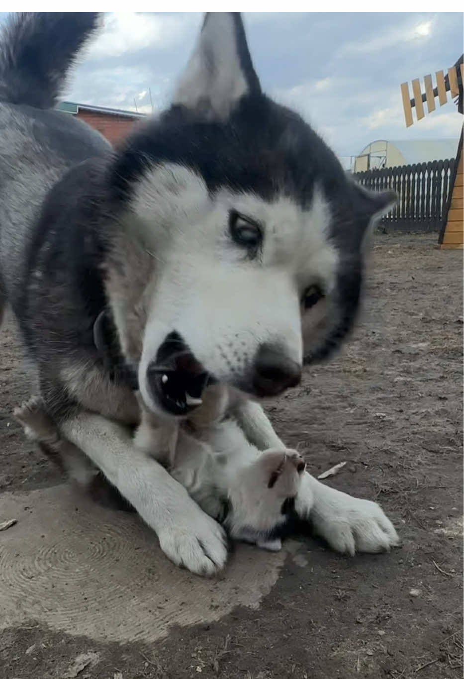 Ариэль щекочет Геру😍