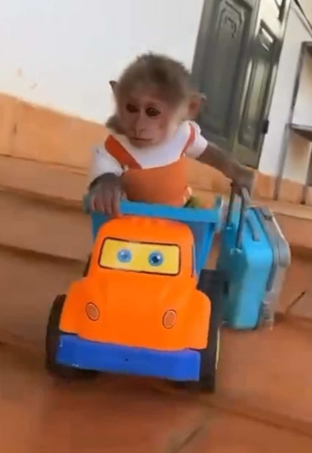 #PlayboiCarti x #Monkey 😭 #Viral #memes #IAMMUSIC #VIRAL #Funny 🎥: @funnymonkylol  