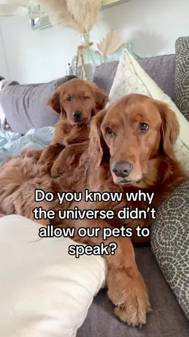 To be loved is to be seen♥️#dogsoftiktok #goldenretriever #doglife #dogtok #fypシ #relatable #dogsarefamily 