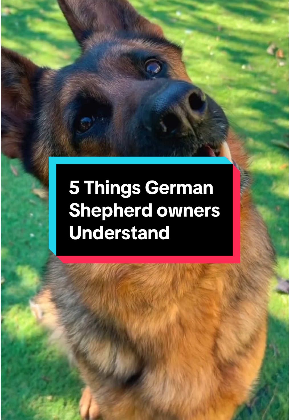 5 Things German Shepherd owners will understand 🐶 #germanshepherd #LiveOutlandish 