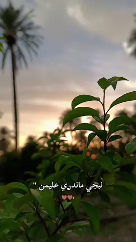 #نبجي ماندري عليمن🤎🤎:: #تصويري_احترافي_الاجواء👌🏻🕊😴 #العراق🇮🇶 
